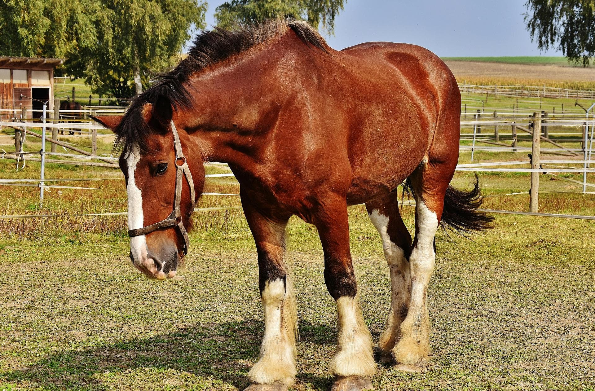 Specialist Vets in White Plains