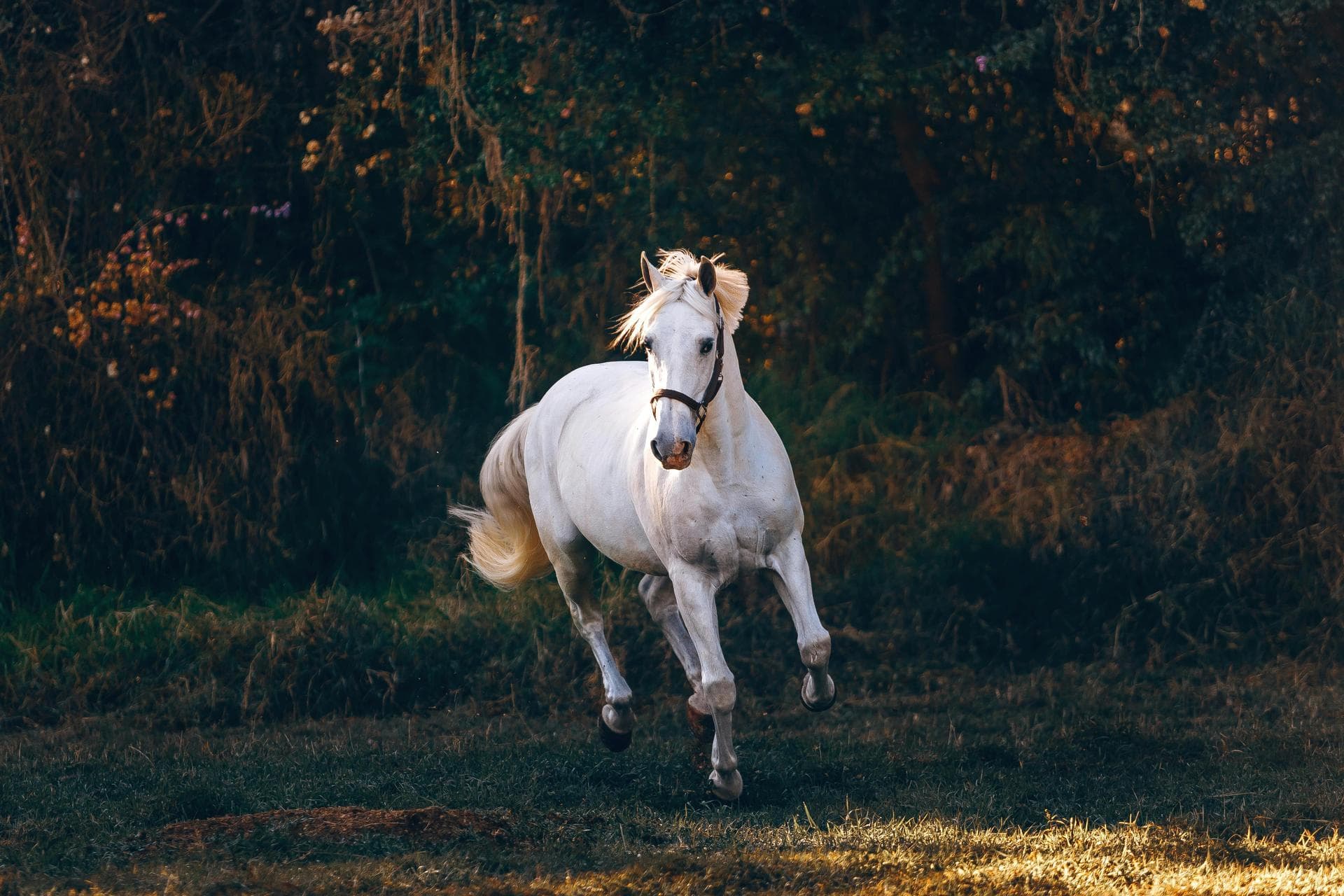 Vet Prices in White Plains